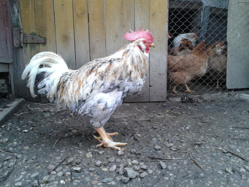  - REFORMĂ Cocoș Rezervă Matcă SERIA III 2021 în 17 Decembrie 2023 - AMINTIRE