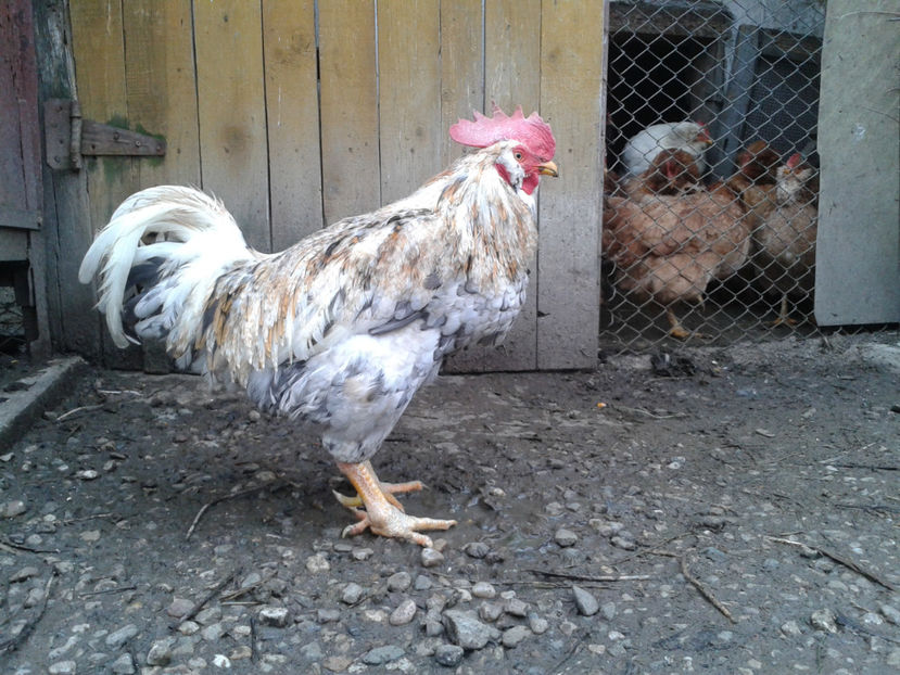  - REFORMĂ Cocoș Rezervă Matcă SERIA III 2021 în 17 Decembrie 2023 - AMINTIRE