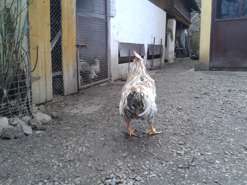  - REFORMĂ Cocoș Rezervă Matcă SERIA III 2021 în 17 Decembrie 2023 - AMINTIRE