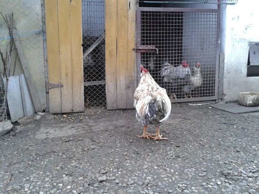  - REFORMĂ Cocoș Rezervă Matcă SERIA III 2021 în 17 Decembrie 2023 - AMINTIRE