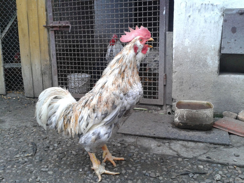  - REFORMĂ Cocoș Rezervă Matcă SERIA III 2021 în 17 Decembrie 2023 - AMINTIRE