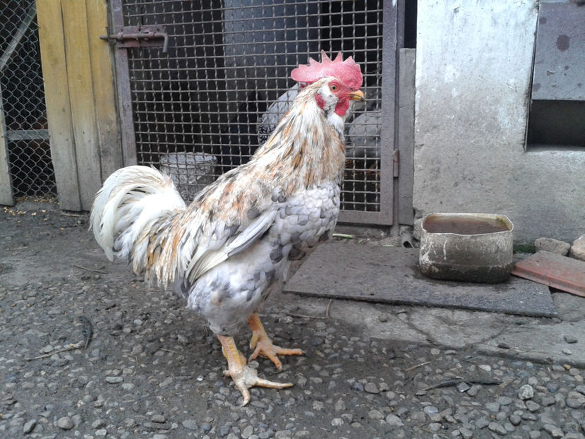  - REFORMĂ Cocoș Rezervă Matcă SERIA III 2021 în 17 Decembrie 2023 - AMINTIRE