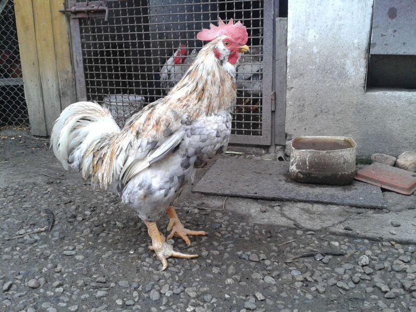  - REFORMĂ Cocoș Rezervă Matcă SERIA III 2021 în 17 Decembrie 2023 - AMINTIRE