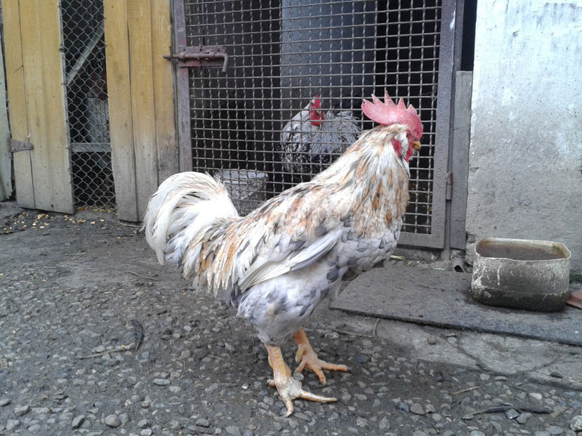  - REFORMĂ Cocoș Rezervă Matcă SERIA III 2021 în 17 Decembrie 2023 - AMINTIRE