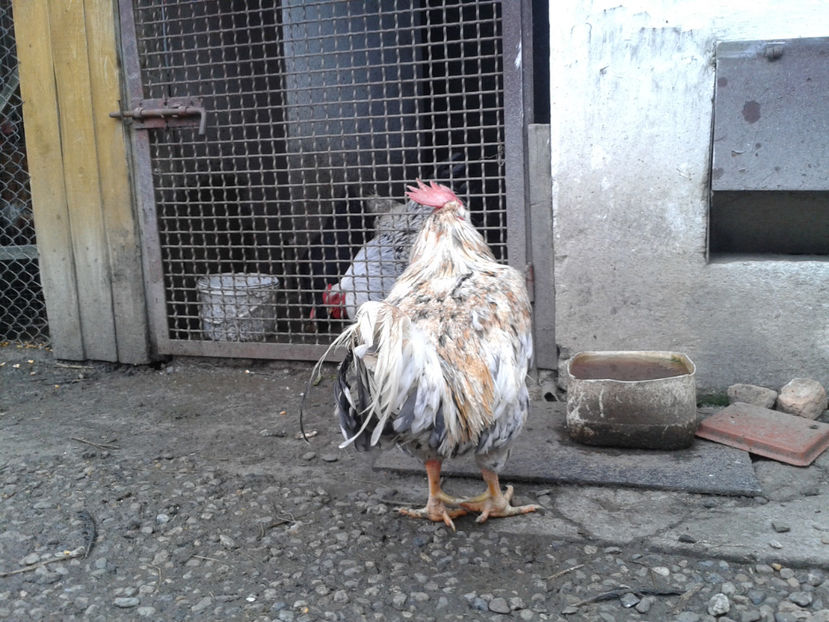  - REFORMĂ Cocoș Rezervă Matcă SERIA III 2021 în 17 Decembrie 2023 - AMINTIRE