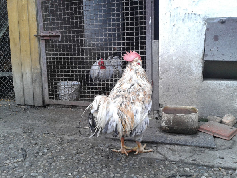  - REFORMĂ Cocoș Rezervă Matcă SERIA III 2021 în 17 Decembrie 2023 - AMINTIRE