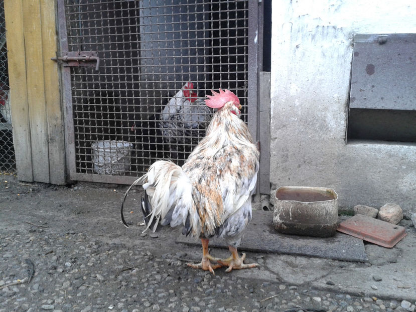  - REFORMĂ Cocoș Rezervă Matcă SERIA III 2021 în 17 Decembrie 2023 - AMINTIRE