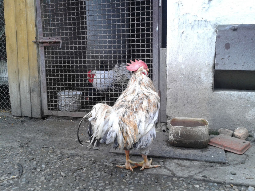  - REFORMĂ Cocoș Rezervă Matcă SERIA III 2021 în 17 Decembrie 2023 - AMINTIRE