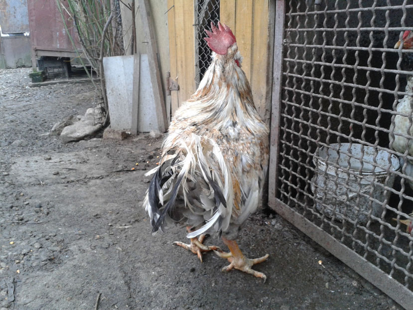  - REFORMĂ Cocoș Rezervă Matcă SERIA III 2021 în 17 Decembrie 2023 - AMINTIRE