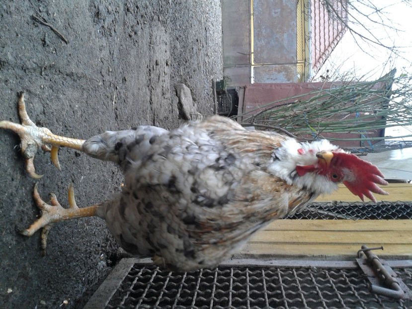  - REFORMĂ Cocoș Rezervă Matcă SERIA III 2021 în 17 Decembrie 2023 - AMINTIRE