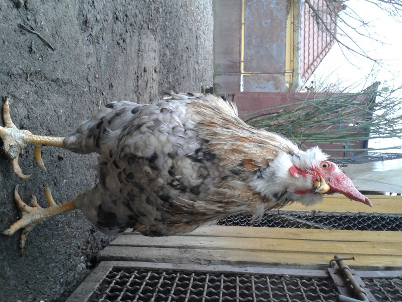  - REFORMĂ Cocoș Rezervă Matcă SERIA III 2021 în 17 Decembrie 2023 - AMINTIRE