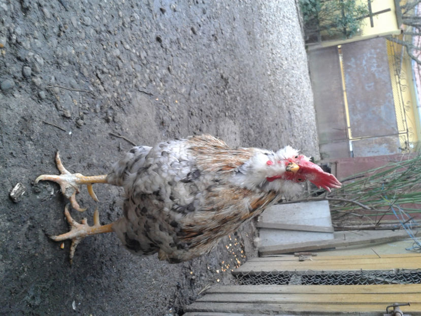  - REFORMĂ Cocoș Rezervă Matcă SERIA III 2021 în 17 Decembrie 2023 - AMINTIRE