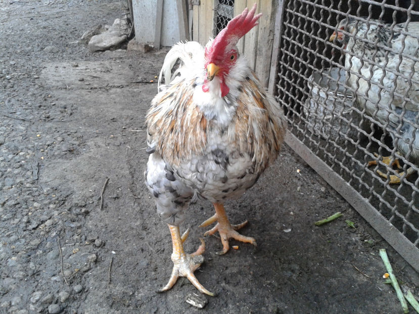  - REFORMĂ Cocoș Rezervă Matcă SERIA III 2021 în 17 Decembrie 2023 - AMINTIRE