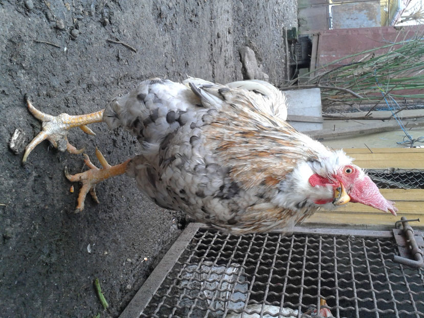  - REFORMĂ Cocoș Rezervă Matcă SERIA III 2021 în 17 Decembrie 2023 - AMINTIRE