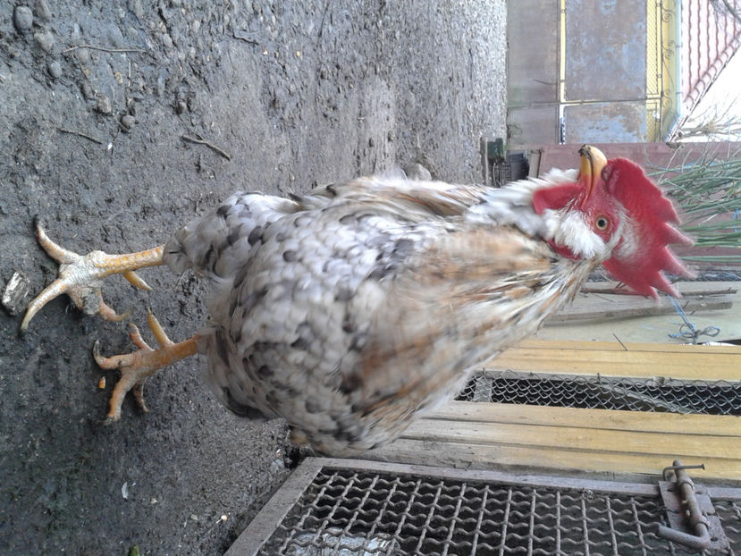  - REFORMĂ Cocoș Rezervă Matcă SERIA III 2021 în 17 Decembrie 2023 - AMINTIRE