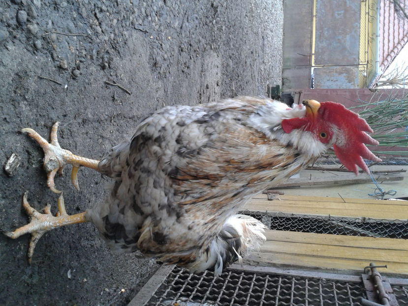  - REFORMĂ Cocoș Rezervă Matcă SERIA III 2021 în 17 Decembrie 2023 - AMINTIRE