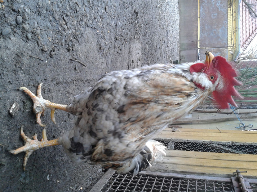  - REFORMĂ Cocoș Rezervă Matcă SERIA III 2021 în 17 Decembrie 2023 - AMINTIRE