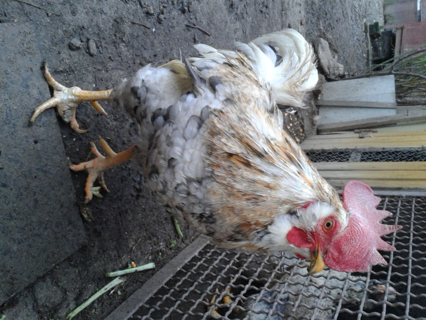  - REFORMĂ Cocoș Rezervă Matcă SERIA III 2021 în 17 Decembrie 2023 - AMINTIRE