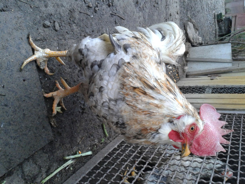  - REFORMĂ Cocoș Rezervă Matcă SERIA III 2021 în 17 Decembrie 2023 - AMINTIRE