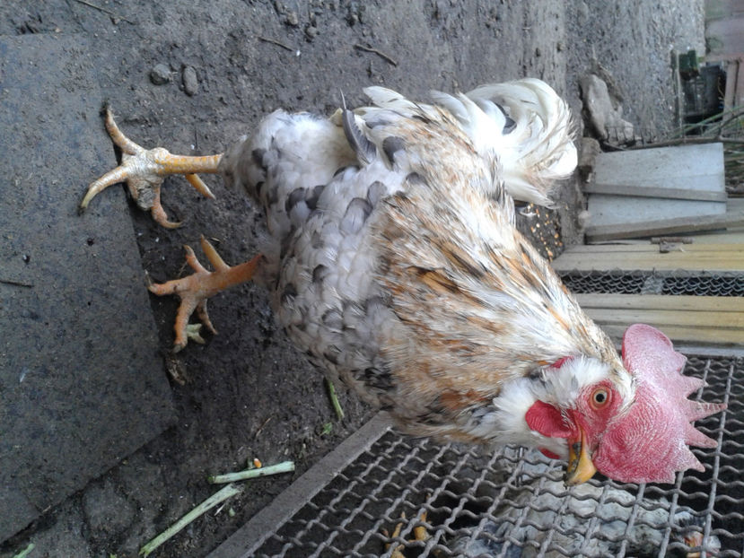  - REFORMĂ Cocoș Rezervă Matcă SERIA III 2021 în 17 Decembrie 2023 - AMINTIRE