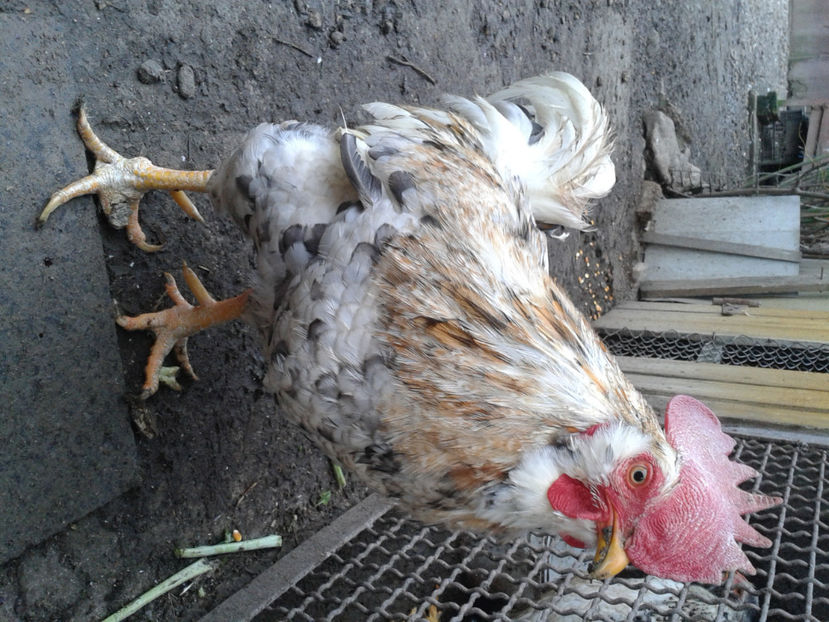  - REFORMĂ Cocoș Rezervă Matcă SERIA III 2021 în 17 Decembrie 2023 - AMINTIRE