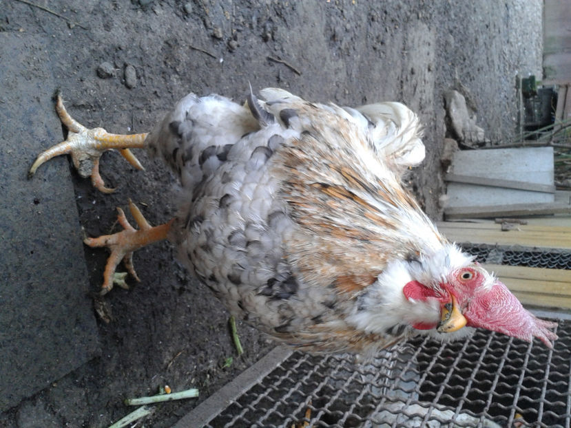  - REFORMĂ Cocoș Rezervă Matcă SERIA III 2021 în 17 Decembrie 2023 - AMINTIRE