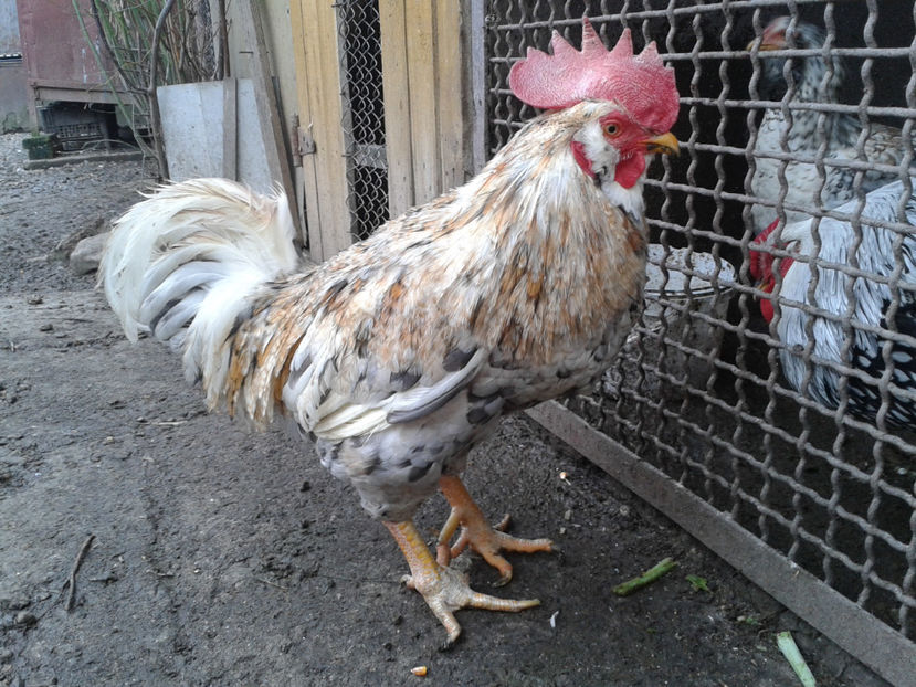  - REFORMĂ Cocoș Rezervă Matcă SERIA III 2021 în 17 Decembrie 2023 - AMINTIRE