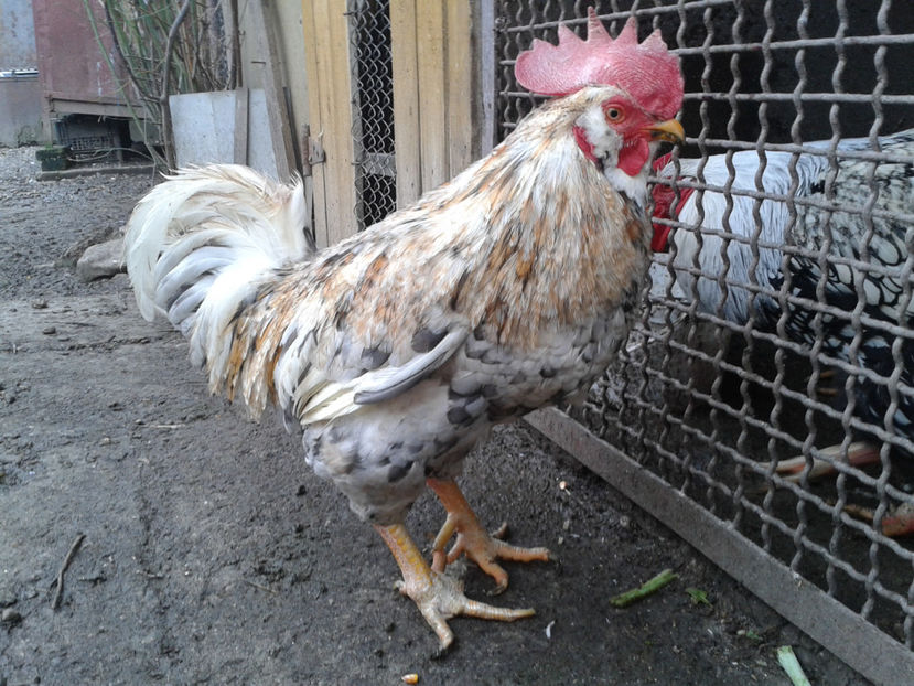  - REFORMĂ Cocoș Rezervă Matcă SERIA III 2021 în 17 Decembrie 2023 - AMINTIRE