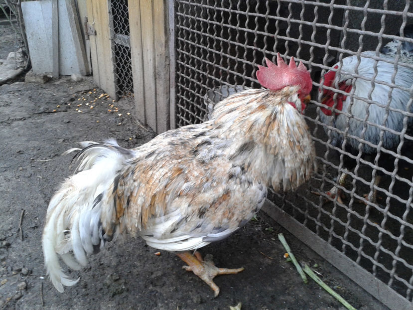  - REFORMĂ Cocoș Rezervă Matcă SERIA III 2021 în 17 Decembrie 2023 - AMINTIRE