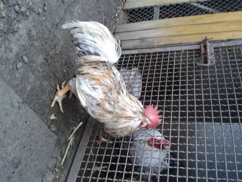  - REFORMĂ Cocoș Rezervă Matcă SERIA III 2021 în 17 Decembrie 2023 - AMINTIRE