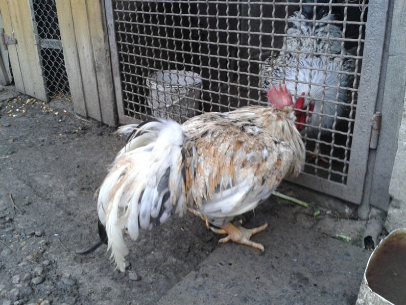  - REFORMĂ Cocoș Rezervă Matcă SERIA III 2021 în 17 Decembrie 2023 - AMINTIRE