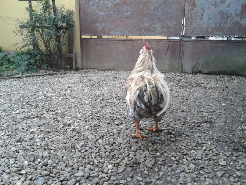  - REFORMĂ Cocoș Rezervă Matcă SERIA III 2021 în 17 Decembrie 2023 - AMINTIRE