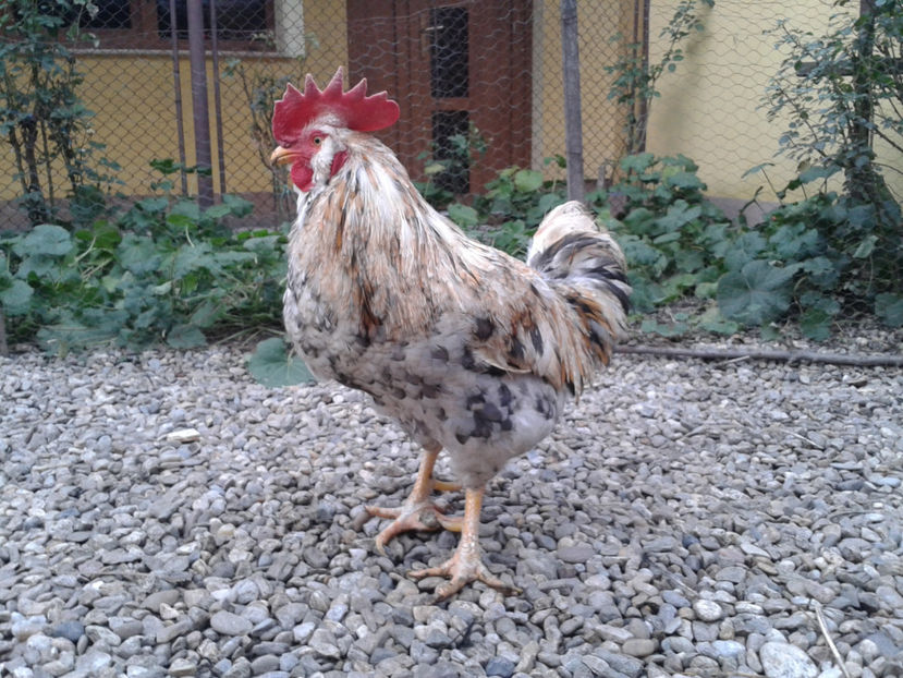  - REFORMĂ Cocoș Rezervă Matcă SERIA III 2021 în 17 Decembrie 2023 - AMINTIRE