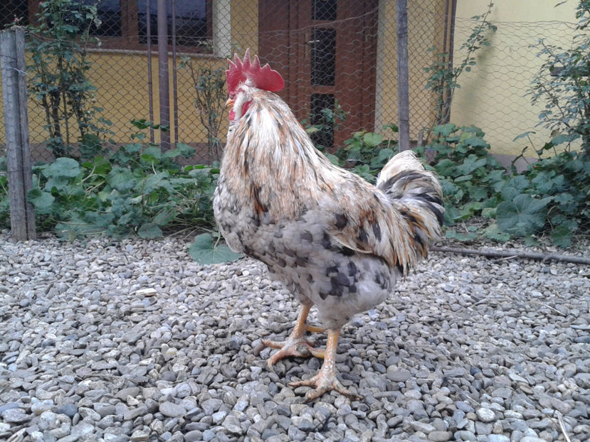  - REFORMĂ Cocoș Rezervă Matcă SERIA III 2021 în 17 Decembrie 2023 - AMINTIRE