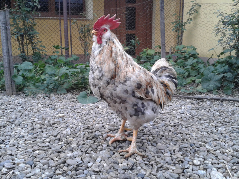  - REFORMĂ Cocoș Rezervă Matcă SERIA III 2021 în 17 Decembrie 2023 - AMINTIRE