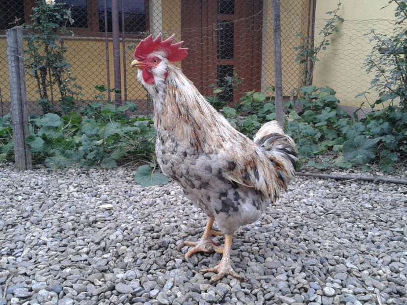  - REFORMĂ Cocoș Rezervă Matcă SERIA III 2021 în 17 Decembrie 2023 - AMINTIRE