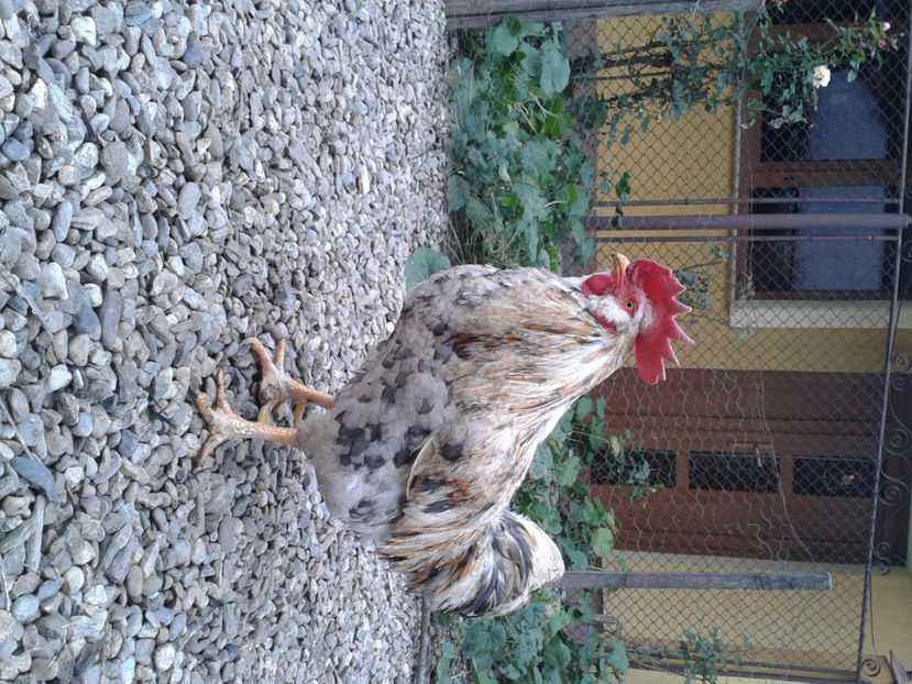  - REFORMĂ Cocoș Rezervă Matcă SERIA III 2021 în 17 Decembrie 2023 - AMINTIRE