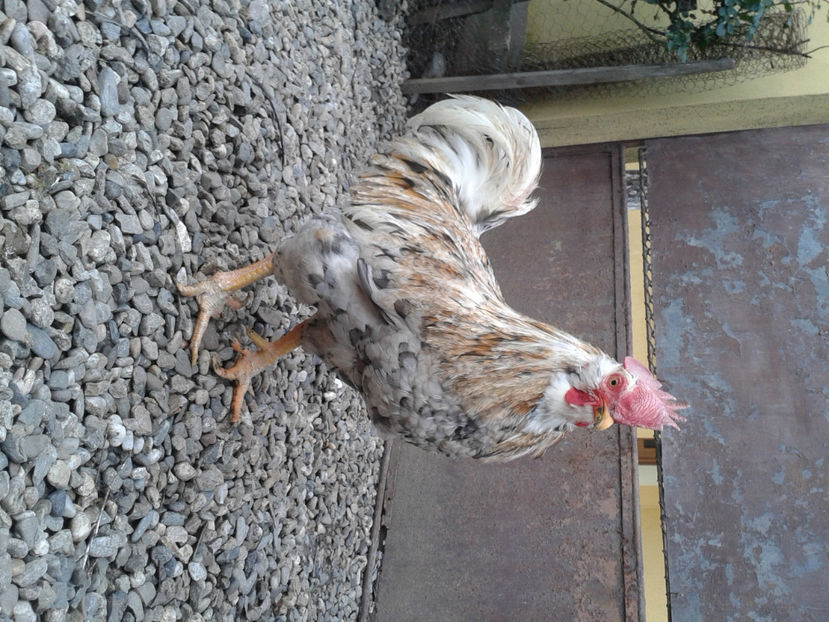  - REFORMĂ Cocoș Rezervă Matcă SERIA III 2021 în 17 Decembrie 2023 - AMINTIRE