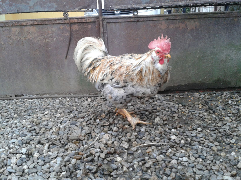  - REFORMĂ Cocoș Rezervă Matcă SERIA III 2021 în 17 Decembrie 2023 - AMINTIRE