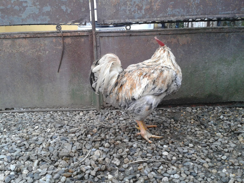  - REFORMĂ Cocoș Rezervă Matcă SERIA III 2021 în 17 Decembrie 2023 - AMINTIRE