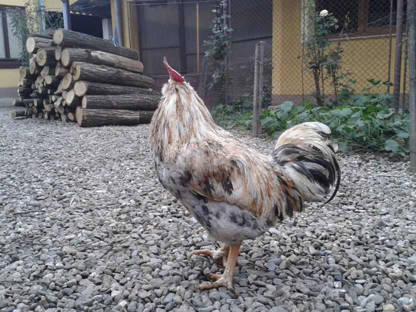  - REFORMĂ Cocoș Rezervă Matcă SERIA III 2021 în 17 Decembrie 2023 - AMINTIRE