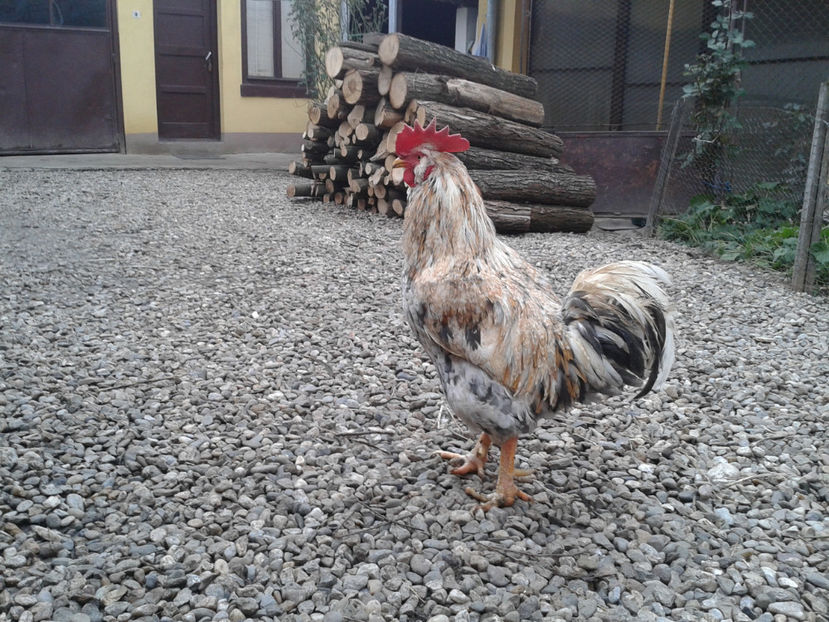  - REFORMĂ Cocoș Rezervă Matcă SERIA III 2021 în 17 Decembrie 2023 - AMINTIRE