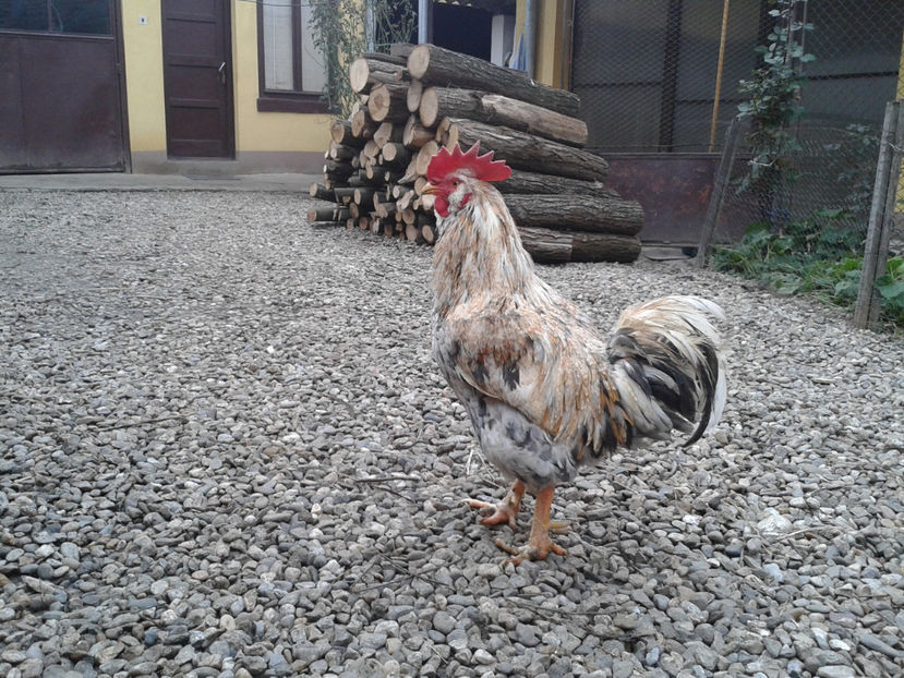  - REFORMĂ Cocoș Rezervă Matcă SERIA III 2021 în 17 Decembrie 2023 - AMINTIRE