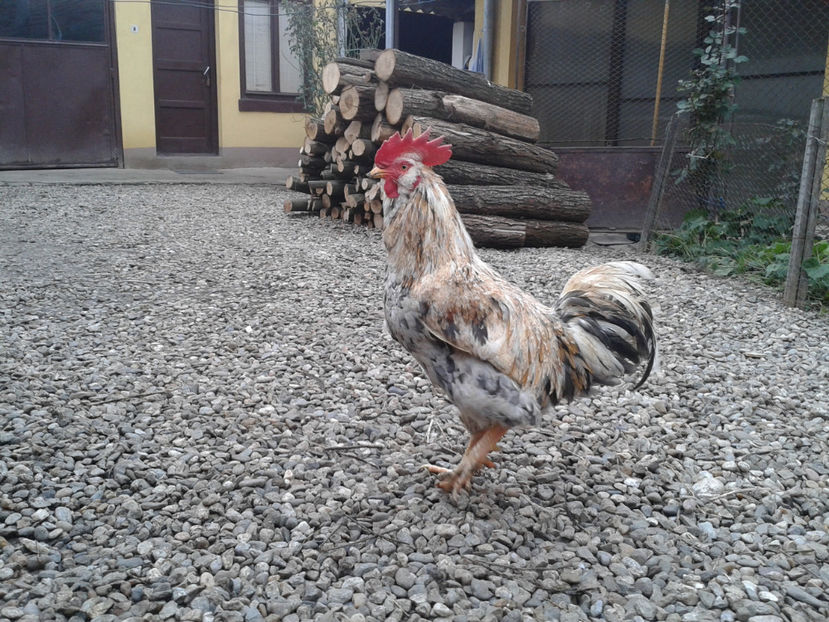  - REFORMĂ Cocoș Rezervă Matcă SERIA III 2021 în 17 Decembrie 2023 - AMINTIRE