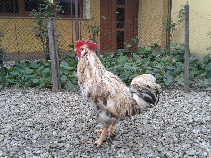  - REFORMĂ Cocoș Rezervă Matcă SERIA III 2021 în 17 Decembrie 2023 - AMINTIRE