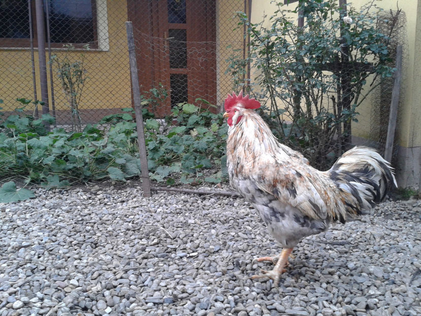  - REFORMĂ Cocoș Rezervă Matcă SERIA III 2021 în 17 Decembrie 2023 - AMINTIRE