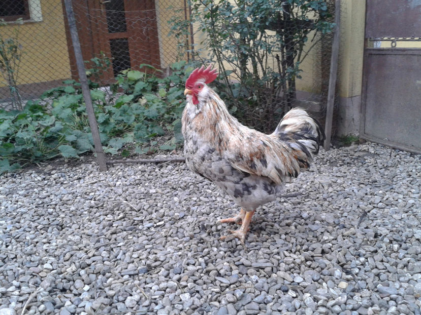  - REFORMĂ Cocoș Rezervă Matcă SERIA III 2021 în 17 Decembrie 2023 - AMINTIRE