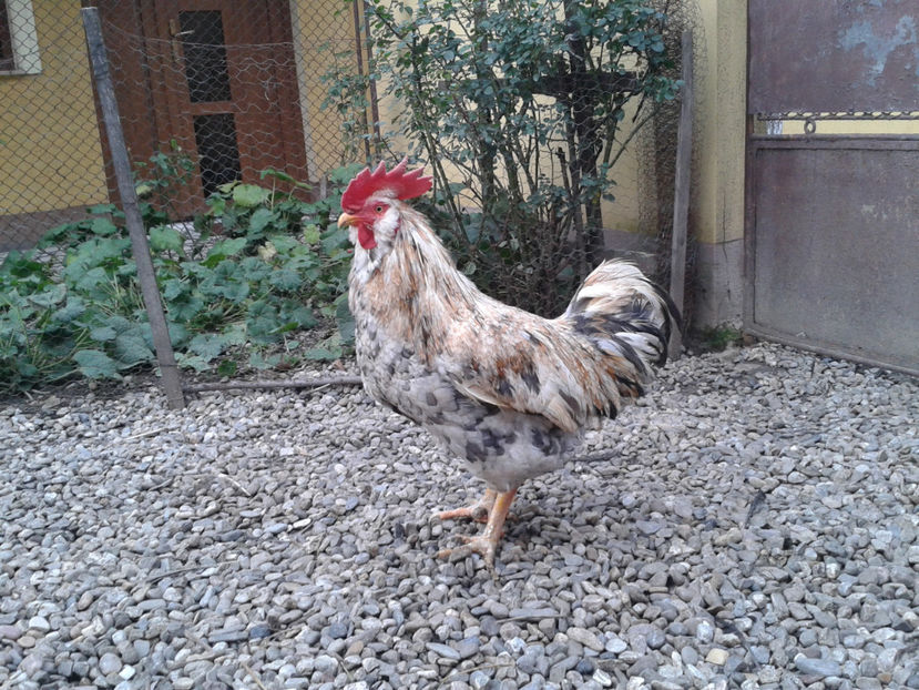  - REFORMĂ Cocoș Rezervă Matcă SERIA III 2021 în 17 Decembrie 2023 - AMINTIRE