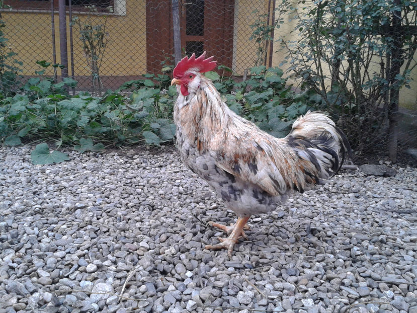  - REFORMĂ Cocoș Rezervă Matcă SERIA III 2021 în 17 Decembrie 2023 - AMINTIRE