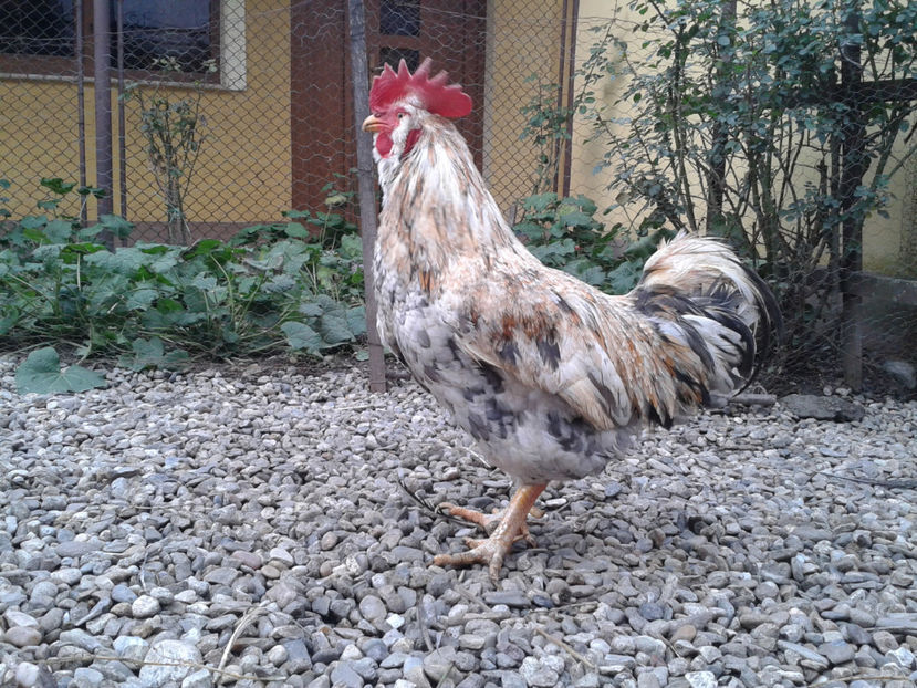  - REFORMĂ Cocoș Rezervă Matcă SERIA III 2021 în 17 Decembrie 2023 - AMINTIRE